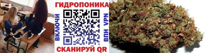 Каннабис план  Сунжа 